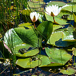 BB 15 0561 / Nymphaea candida / Kantnøkkerose <br /> Pelophylax esculentus / Hybridfrosk